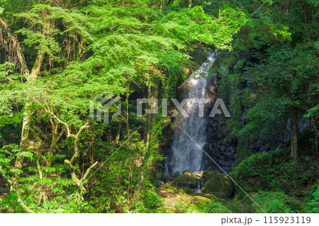 白糸の滝風景 「数十万年前の火山岩からなる美しい白糸の滝(別名「寄姫の滝」)」 阿蘇郡西原村 白糸の滝風景 「数十万年前の火山岩からなる美しい白糸の滝(別名「寄姫の滝」)」 阿蘇郡西原村 115923119