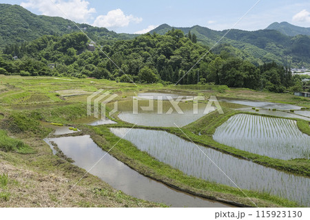 埼玉県内最大級の棚田である寺坂棚田 115923130