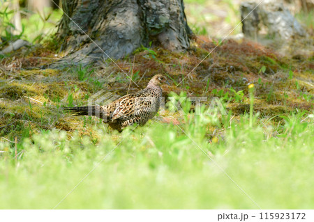 初夏の田んぼで見られる緑色の美しい羽をした日本の国鳥のキジ 115923172