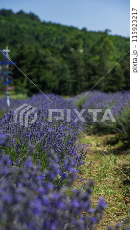 lavender field in a hot summer day 115923217