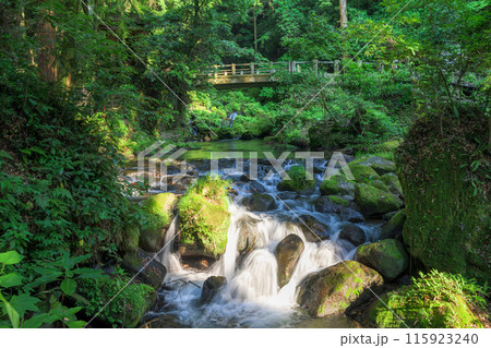 白糸の滝　渓流風景　「数十万年前の火山岩からなる美しい白糸の滝(別名「寄姫の滝」)」　阿蘇郡西原村 115923240