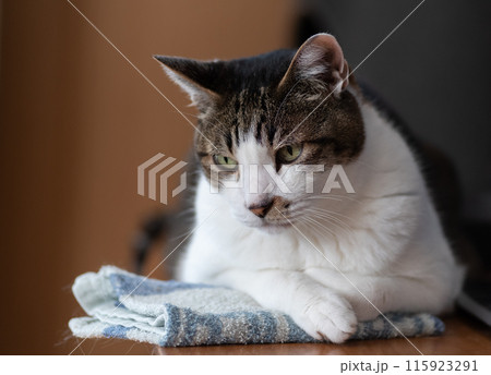 見つめる猫 キジトラ猫 見つめる猫 キジトラ猫 115923291