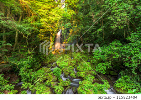 白糸の滝 渓流と滝 「数十万年前の火山岩からなる美しい白糸の滝(別名「寄姫の滝」)」 阿蘇郡西原村 白糸の滝 渓流と滝 「数十万年前の火山岩からなる美しい白糸の滝(別名「寄姫の滝」)」 阿蘇郡西原村 115923404