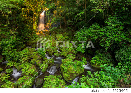 白糸の滝 渓流と滝 「数十万年前の火山岩からなる美しい白糸の滝(別名「寄姫の滝」)」 阿蘇郡西原村 白糸の滝 渓流と滝 「数十万年前の火山岩からなる美しい白糸の滝(別名「寄姫の滝」)」 阿蘇郡西原村 115923405
