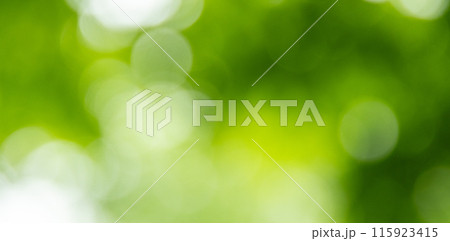 森の中の緑色の玉ボケ 森の中の緑色の玉ボケ 115923415