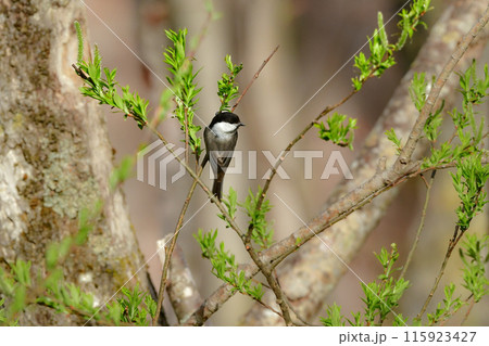 八ヶ岳や上高地の亜高山帯の森で出会える愛嬌のあるかわいらしい小鳥コガラ 115923427