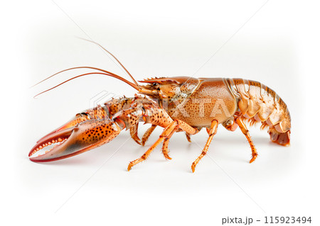 Red cooked crayfish or crab isolated on white background with clipping path 115923494
