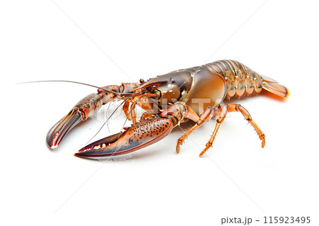 Red cooked lobster or crayfish isolated on white background with clipping path 115923495