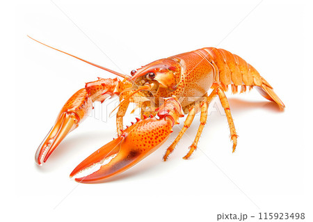 Red cooked lobster or crayfish isolated on white background with clipping path Red cooked lobster or crayfish isolated on white background with clipping path 115923498