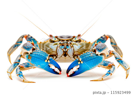 Blue Crab isolated on white background 115923499