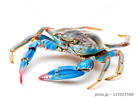 Blue Crab isolated on white background Blue Crab isolated on white background 115923500