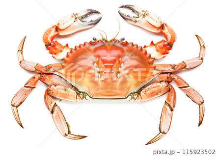 Dungeness Crab isolated on white background 115923502