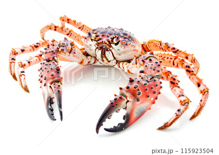 King Crab isolated on white background King Crab isolated on white background 115923504