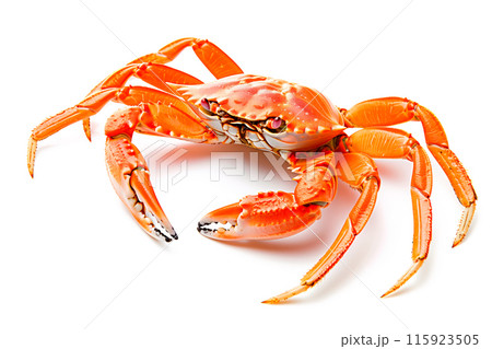 Snow Crab isolated on white background Snow Crab isolated on white background 115923505