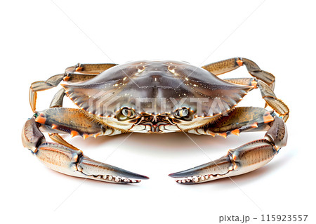 Jonah Crab isolated on white background 115923557