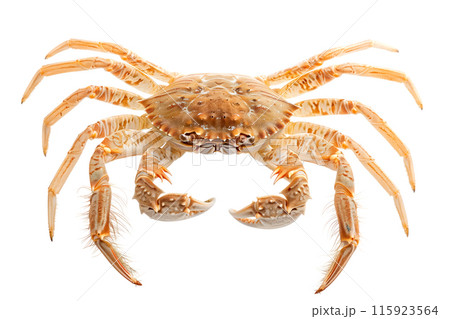 Horsehair Crab isolated on white background Horsehair Crab isolated on white background 115923564