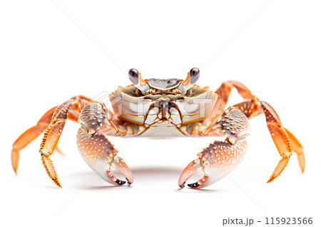 Fiddler Crab isolated on white background 115923566