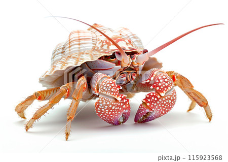 Hermit Crab isolated on white background 115923568
