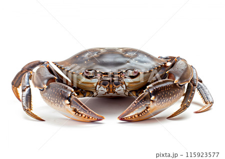 Mud Crab isolated on white background 115923577