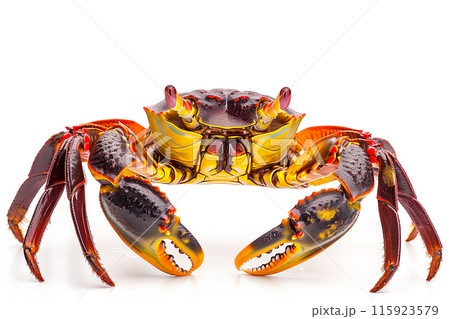 Mangrove Crab isolated on white background Mangrove Crab isolated on white background 115923579