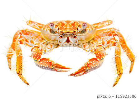 Decorator Crab isolated on white background 115923586
