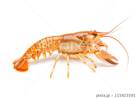 White River crayfish or crab isolated on white background with clipping path 115923591
