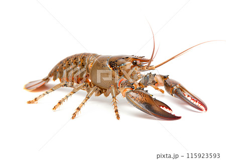 Signal crayfish or crab isolated on white background with clipping path 115923593