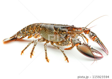 Signal crayfish or crab isolated on white background with clipping path 115923594