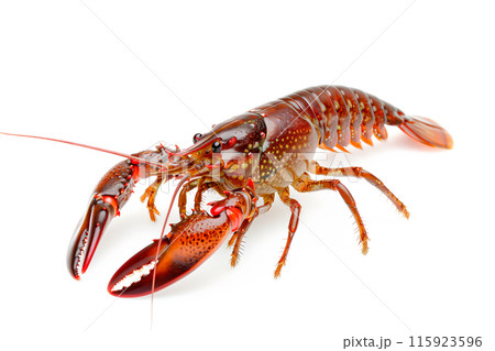 Red Swamp crayfish or crab isolated on white background with clipping path 115923596