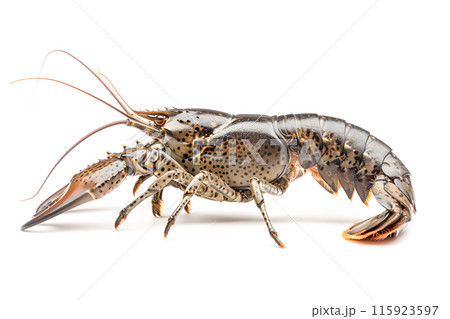 Virile Crayfish or crab isolated on white background with clipping path Virile Crayfish or crab isolated on white background with clipping path 115923597