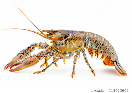 Marbled Crayfish or crab isolated on white background with clipping path Marbled Crayfish or crab isolated on white background with clipping path 115923602