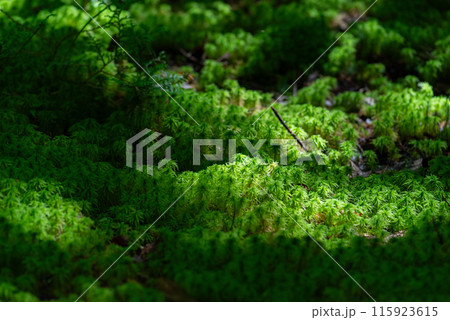 ふわふわな苔をマクロレンズで撮影 ふわふわな苔をマクロレンズで撮影 115923615