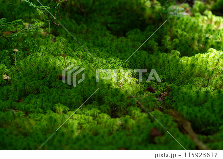 ふわふわな苔をマクロレンズで撮影 115923617