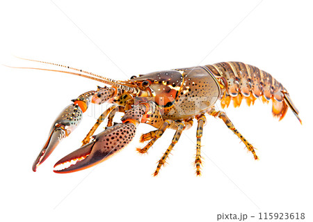 Digger Crayfish or crab isolated on white background with clipping path 115923618