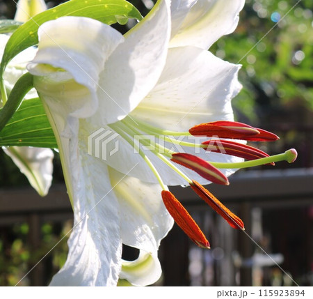 初夏に見事に咲いた白い花 カサブランカ 初夏に見事に咲いた白い花 カサブランカ 115923894