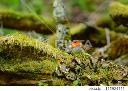 上高地や八ヶ岳で初夏に見られるオレンジ色の美しいかわいい小鳥、日本でしか見られないコマドリ 上高地や八ヶ岳で初夏に見られるオレンジ色の美しいかわいい小鳥、日本でしか見られないコマドリ 115924353