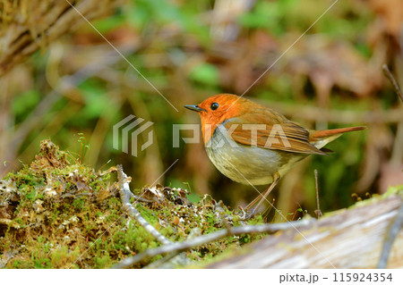 上高地や八ヶ岳で初夏に見られるオレンジ色の美しいかわいい小鳥、日本でしか見られないコマドリ 115924354