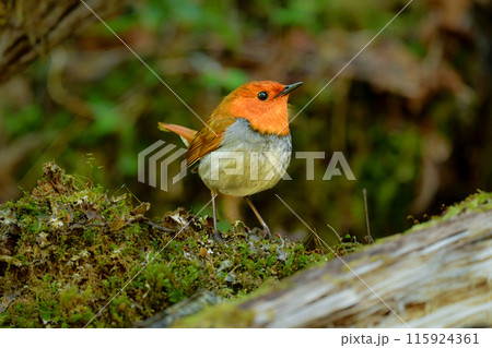 上高地や八ヶ岳で初夏に見られるオレンジ色の美しいかわいい小鳥、日本でしか見られないコマドリ 115924361