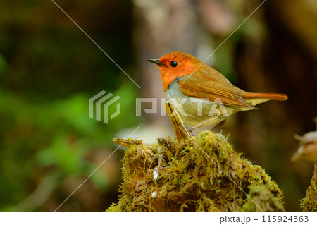 上高地や八ヶ岳で初夏に見られるオレンジ色の美しいかわいい小鳥、日本でしか見られないコマドリ 上高地や八ヶ岳で初夏に見られるオレンジ色の美しいかわいい小鳥、日本でしか見られないコマドリ 115924363