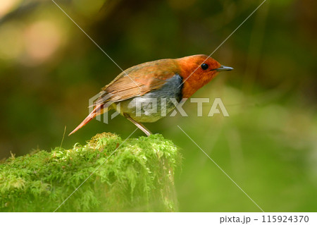 上高地や八ヶ岳で初夏に見られるオレンジ色の美しいかわいい小鳥、日本