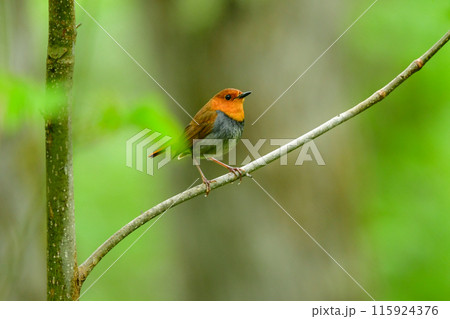 上高地や八ヶ岳で初夏に見られるオレンジ色の美しいかわいい小鳥、日本でしか見られないコマドリ 上高地や八ヶ岳で初夏に見られるオレンジ色の美しいかわいい小鳥、日本でしか見られないコマドリ 115924376