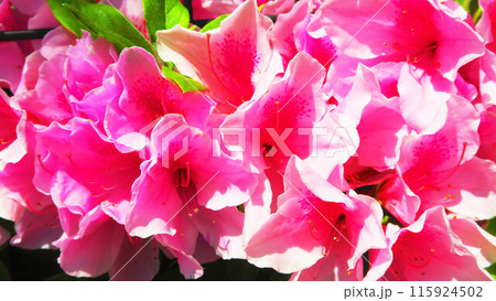 ピンク色のツツジの花の風景 ピンク色のツツジの花の風景 115924502
