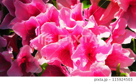 ピンク色のツツジの花の風景 115924503