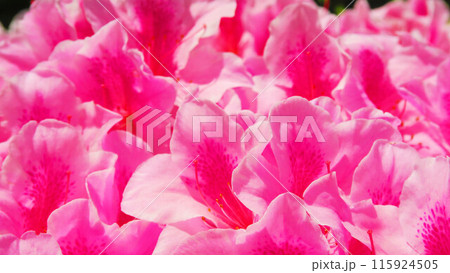 ピンク色のツツジの花の風景 115924505