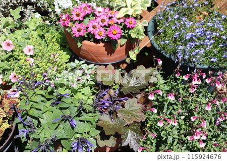 夏の花の寄せ植え＆寄せ鉢 115924676