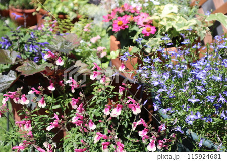 夏の花の寄せ植え＆寄せ鉢 115924681