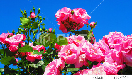 ピンクのバラの花と青空の風景 115924749