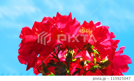 満開のつるバラの風景 満開のつるバラの風景 115925047