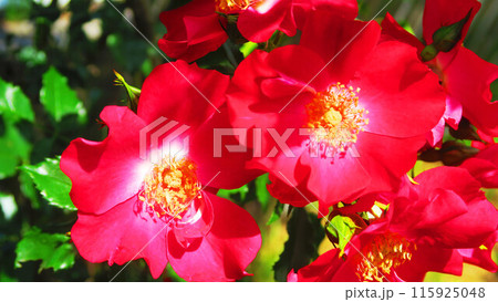 満開のつるバラの風景 115925048