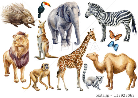 Set animals watercolor. Wildlife cute animal, Hand painted zoo clipart camel, kangaroo, lion, monkey, elephant and lemur 115925065
